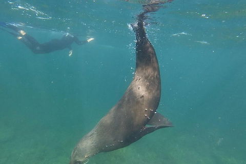 Kangaroo Island Ocean Safari - Snorkeling Safari - Accommodation ACT 3