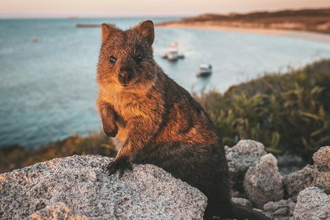 Rottnest Island Roundtrip Fast Ferry From Hillarys Boat Harbour - Accommodation ACT 5