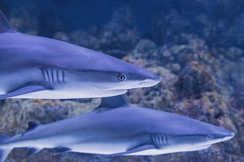 Cairns Aquarium Dive With The Sharks - Accommodation ACT 1