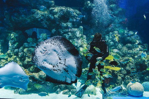 Cairns Aquarium Dive With The Sharks - Accommodation ACT 2