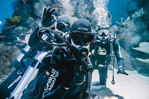 Cairns Aquarium Dive With The Sharks - Accommodation ACT 3