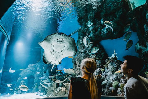 Cairns Aquarium Dive With The Sharks - Accommodation ACT 4