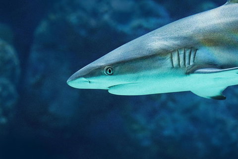 Cairns Aquarium Dive With The Sharks - Accommodation ACT 5