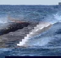 Whale Watching by Sea World Cruises - Accommodation ACT