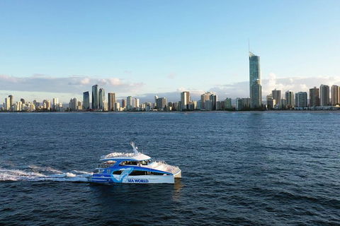 Whale Watching By Sea World Cruises - Accommodation ACT 1