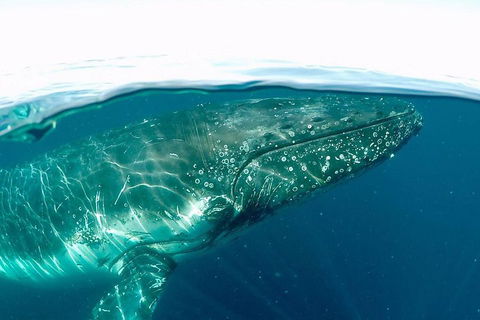 Whale Watching By Sea World Cruises - Accommodation ACT 2