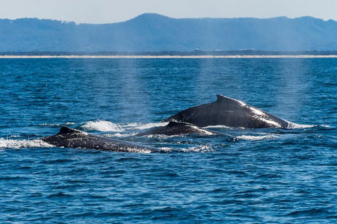 Whale Watching By Sea World Cruises - Accommodation ACT 4