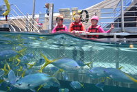 Outer Reef Pontoon Experience from Cairns