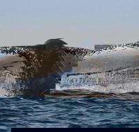 Sydney Whale-Watching Cruise Including Lunch or Breakfast - Accommodation ACT