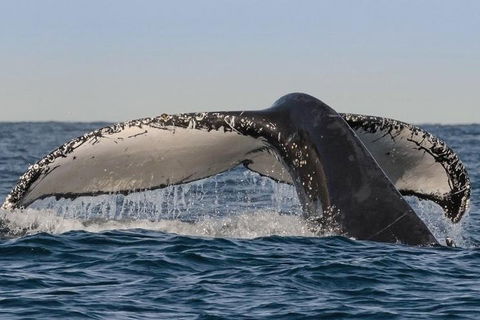 Sydney Whale-Watching Cruise Including Lunch Or Breakfast - Accommodation ACT 0
