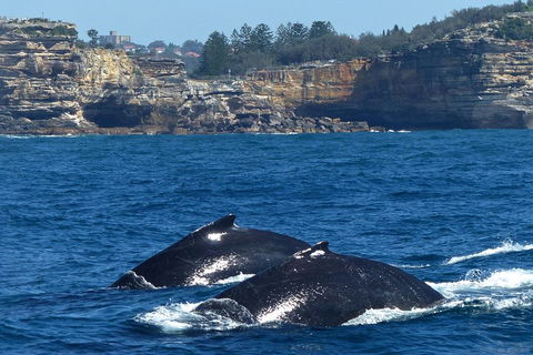 Sydney Whale-Watching Cruise Including Lunch Or Breakfast - Accommodation ACT 2