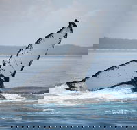 Hervey Bay Whale Watching Cruise - Accommodation ACT
