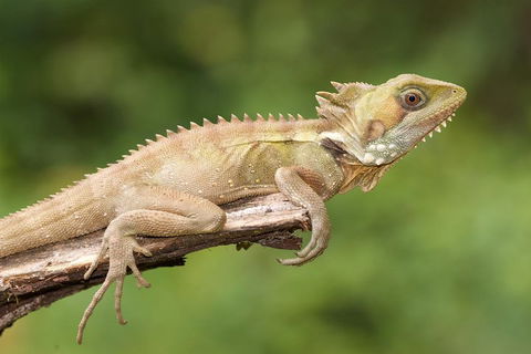 Atherton Tablelands Rain Forest By Night From Cairns - Accommodation ACT 1