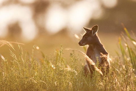 Blue Mountains Day Tour With Wildlife At Sunset From Sydney - Accommodation ACT 2