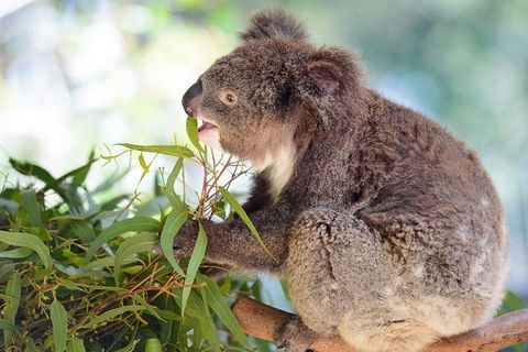 Blue Mountains Private Tour With Kangaroos & Koala Encounter - Accommodation ACT 0