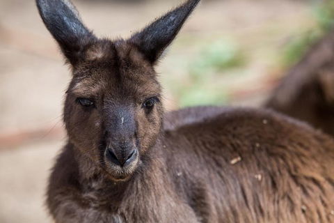 Australian Wildlife Tour At Melbourne Zoo Ticket - Accommodation ACT 0