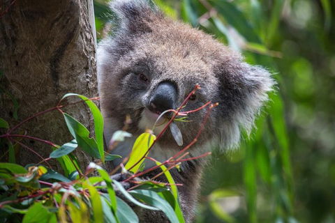 Australian Wildlife Tour At Melbourne Zoo Ticket - Accommodation ACT 1