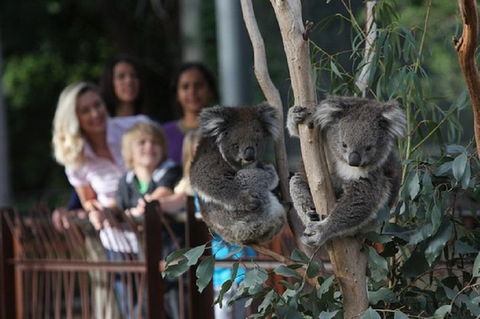 Australian Wildlife Tour At Melbourne Zoo Ticket - Accommodation ACT 2