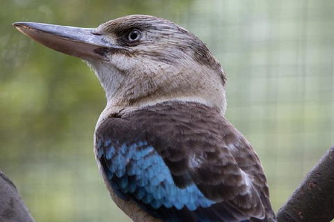 Australian Wildlife Tour At Melbourne Zoo Ticket - Accommodation ACT 4