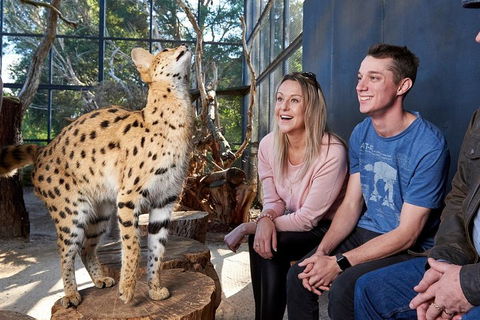 African Cat Encounter At Werribee Open Range Zoo - Accommodation ACT 0