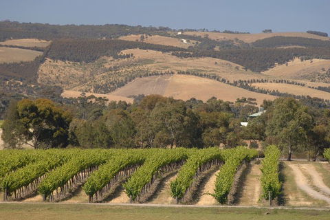 McLaren Vale And Glenelg Wine Tasting And Sightseeing (Half-day Afternoon) - Accommodation ACT 2