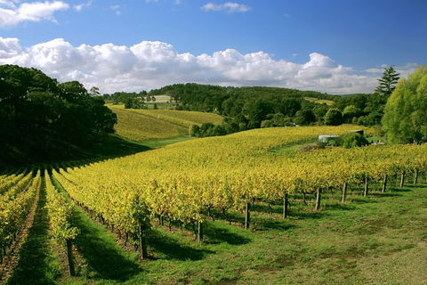 McLaren Vale And Glenelg Wine Tasting And Sightseeing (Half-day Afternoon) - Accommodation ACT 4