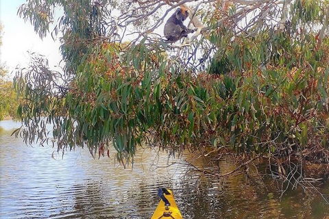 Kangaroo Island Self-Guided Kayaking On The Harriet River - Accommodation ACT 4