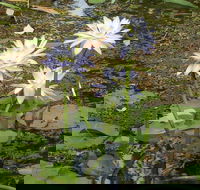 Yellow Water Cruise - Kakadu - Accommodation ACT