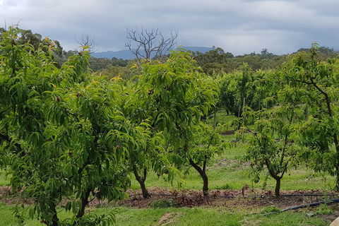 Yarra Valley Wineries And Rayners Orchard Tour From Melbourne - Accommodation ACT 2