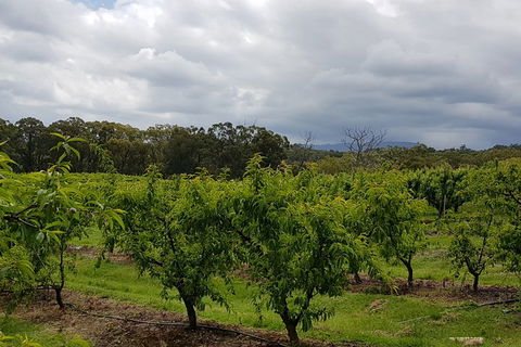 Yarra Valley Wineries And Rayners Orchard Tour From Melbourne - Accommodation ACT 4