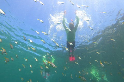 Manly Snorkel Trip And Nature Walk With Local Guide - Accommodation ACT 0