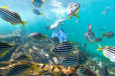 Manly Snorkel Trip And Nature Walk With Local Guide - Accommodation ACT 2