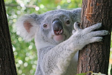 Virtual Interactive Australian Wildlife Tour With Private Guide-Wildlife Habitat - Accommodation ACT 3