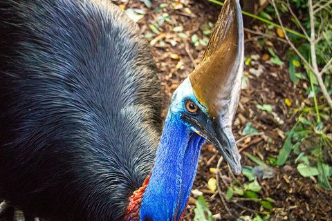 Virtual Interactive Australian Wildlife Tour With Private Guide-Wildlife Habitat - Accommodation ACT 5