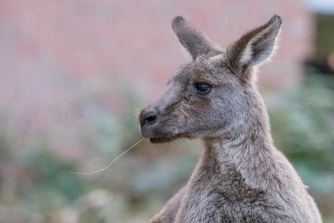Grampians National Park With Kangaroos And MacKenzie Falls From Melbourne - Accommodation ACT 0