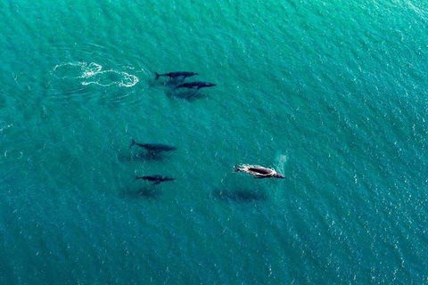 40-45 Minute Port Stephens And Stockton Beach Helicopter Flight - For 2 - Accommodation ACT 0