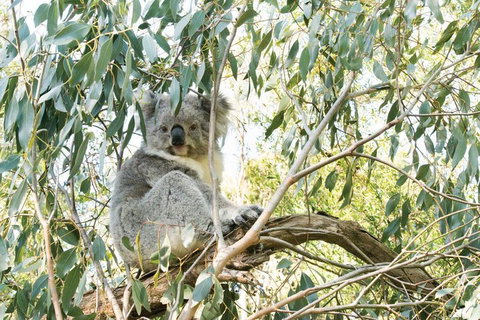 Ultimate Reverse Direction - 12 Apostles, Great Ocean Road - Small Group Tour - Accommodation ACT 5