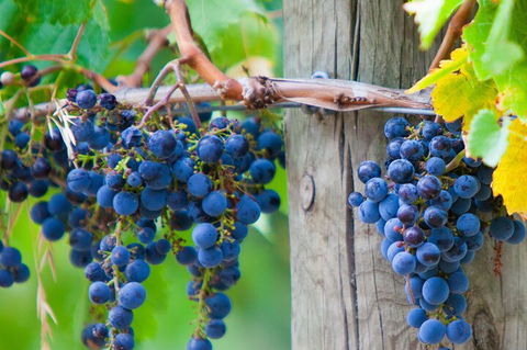 Yarra Valley, Dandenong Ranges Inc. Lunch With Wine,plus Morning Tea,chocolate - Accommodation ACT 0
