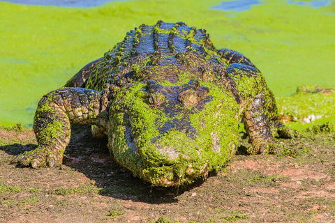 3 In 1 Tour: Matsoâ€™s Brewery, Broome Museum & Malcolm Douglas Crocodile Park - Accommodation ACT 4