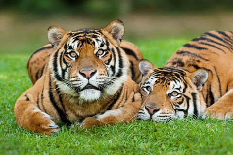 The Ultimate Gold Coast Attractions Pass - Accommodation ACT 2