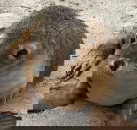 Kangaroo Island Scenic Trail Tour - Accommodation ACT