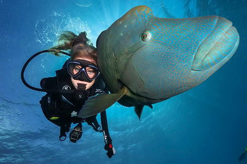 Great Barrier Reef Snorkeling And Diving Cruise From Cairns - Accommodation ACT 0