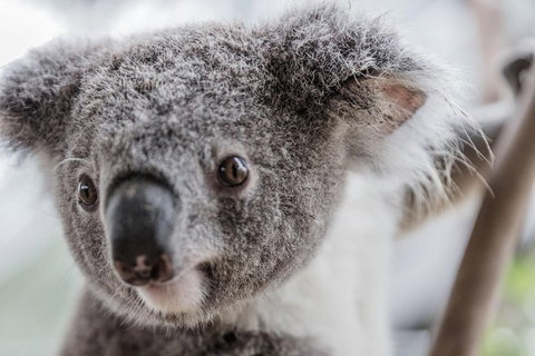 Ultimate Sydney Pass - Accommodation ACT 2