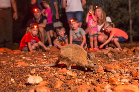 Alice Springs Desert Park Nocturnal Tour - Accommodation ACT 1