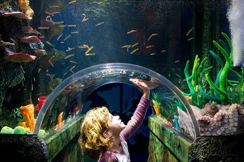 Melbourne BIG Ticket - LEGOLAND Discovery And SEA LIFE Melbourne - Accommodation ACT 2