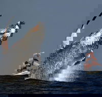 Sydney Harbour Tall Ship Whale  Sail - Whale Watching Cruise - Accommodation ACT