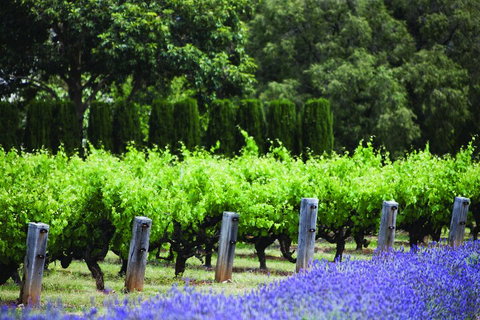 Ultimate Penfolds Magill Estate Experience - Accommodation ACT 1