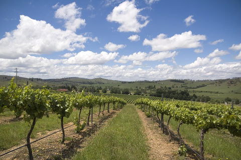 Hunter Valley Wine Tour From Sydney Incl Lunch, Cheese, Chocolate And Distillery - Accommodation ACT 0