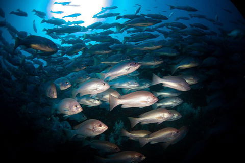 Scuba Dive The S.S. Yongala Wreck On The Great Barrier Reef. - Accommodation ACT 4